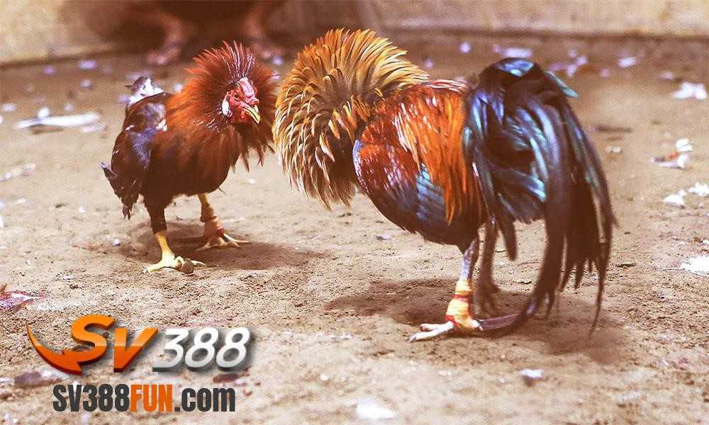 Chi tiết chương trình khuyến mãi Kinh88: Đăng ký ngay để nhận 128000 điểm dùng thử - Kinh88