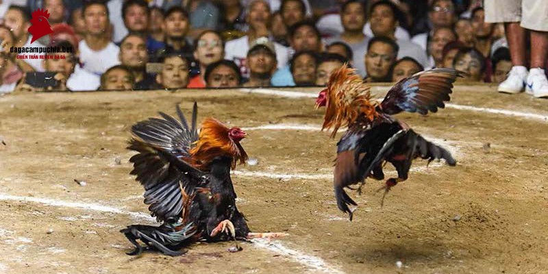 Trang web 126Bet Games cung cấp các ưu đãi độc quyền cho các tựa game 126Bet - 126Bet